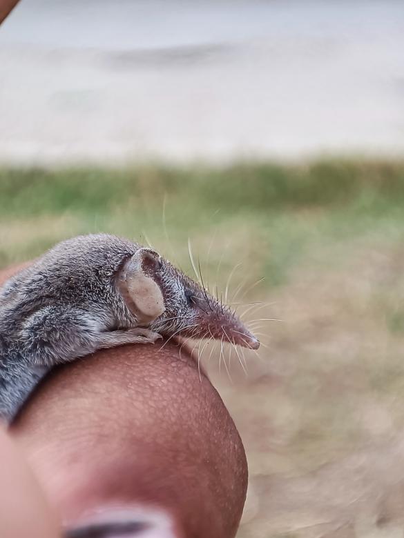 Free stock image of My little mouse ❤️ created by Bishoy Gamal Ramzy