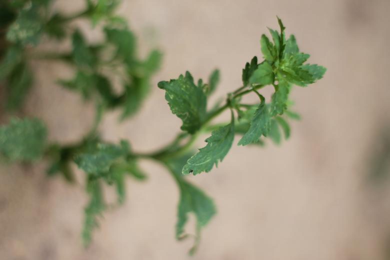 Free stock image of Small plant growing created by mohamed aslam