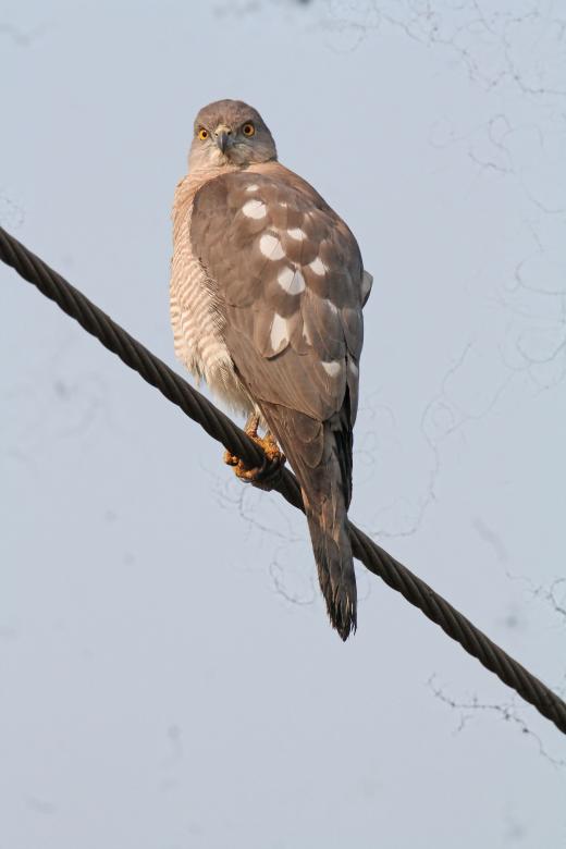 Free stock image of Shikra created by sylvester alphonso