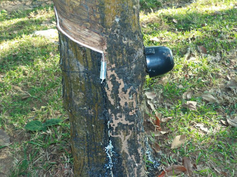 Free stock image of Latex collection from the Rubber tree created by Md. Mahadi Hasan