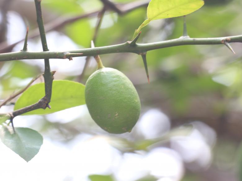 Free stock image of Lemon in the tree with a beautiful fresh look created by Md. Mahadi Hasan
