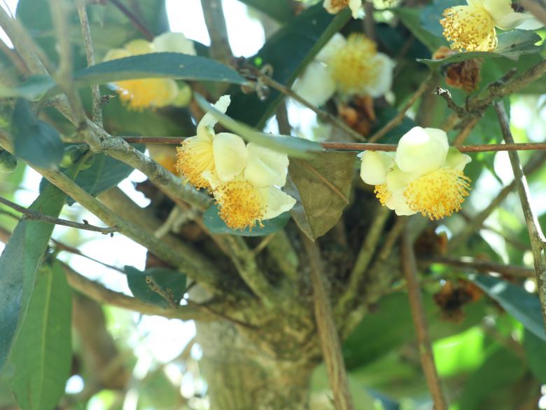 Free stock image of Flower of tea tree created by Md. Mahadi Hasan