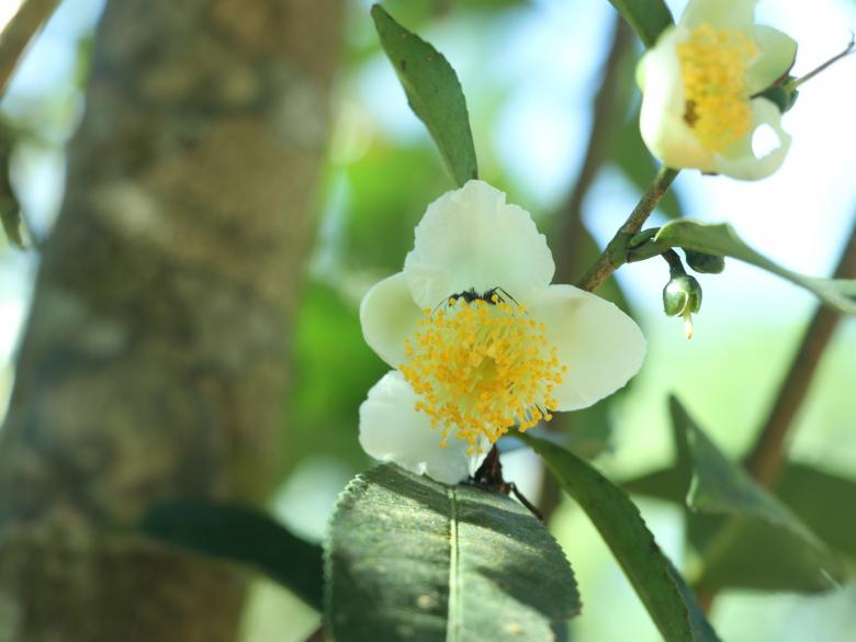 Free stock image of Flower of tea tree created by Md. Mahadi Hasan