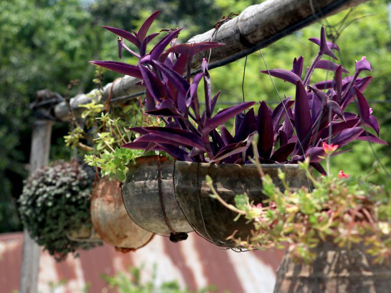 Free stock image of Hanging tree pot at the rooftop garden created by Md. Mahadi Hasan
