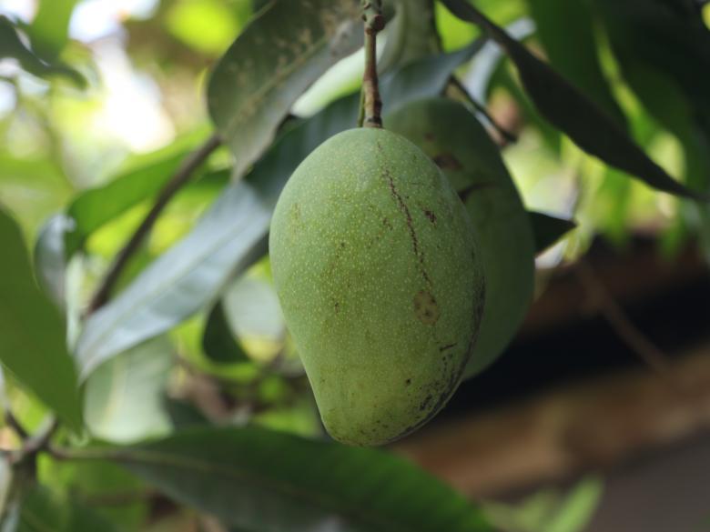 Free stock image of Green mango in the mango tree created by Md. Mahadi Hasan