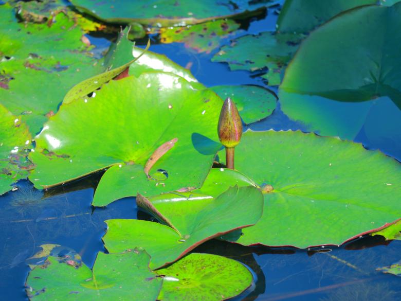Free stock image of Waterlily blooming in the nature created by Md. Mahadi Hasan