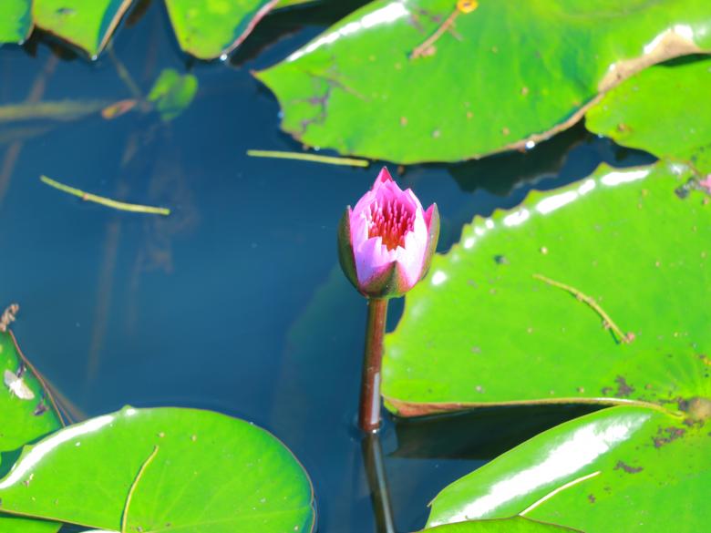 Free stock image of Waterlily blooming in the nature created by Md. Mahadi Hasan