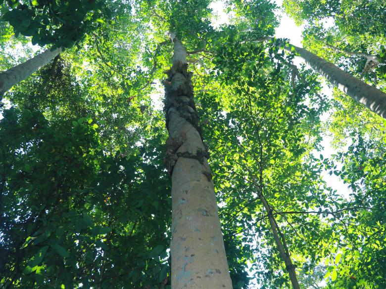 Free stock image of Long tree in the jungle created by Md. Mahadi Hasan
