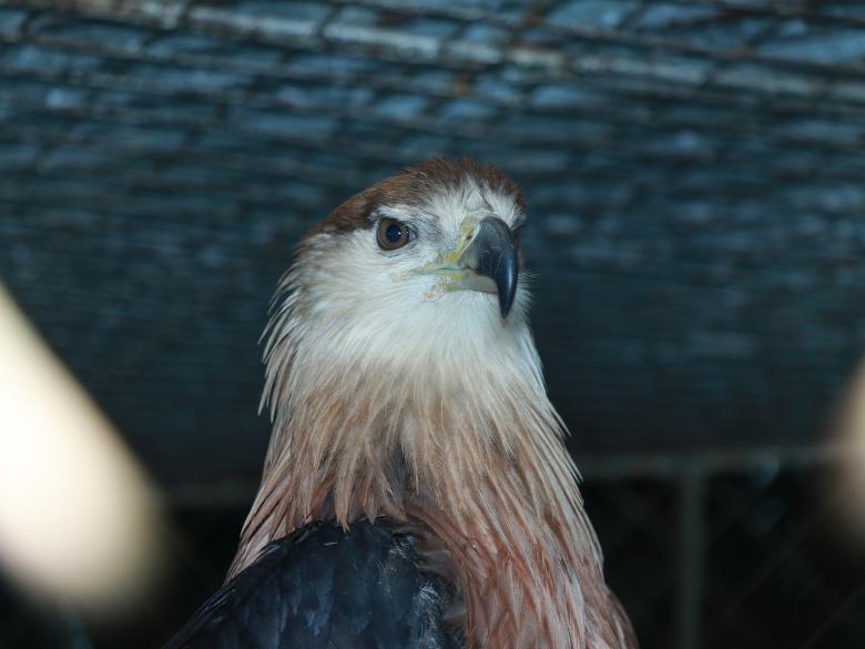 Free stock image of Beautiful Bird's eye created by Md. Mahadi Hasan