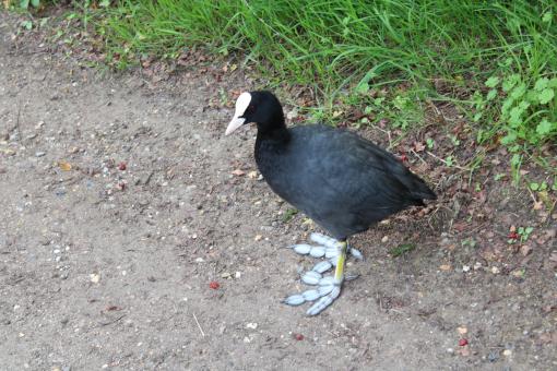 Bird - Free Stock Photo