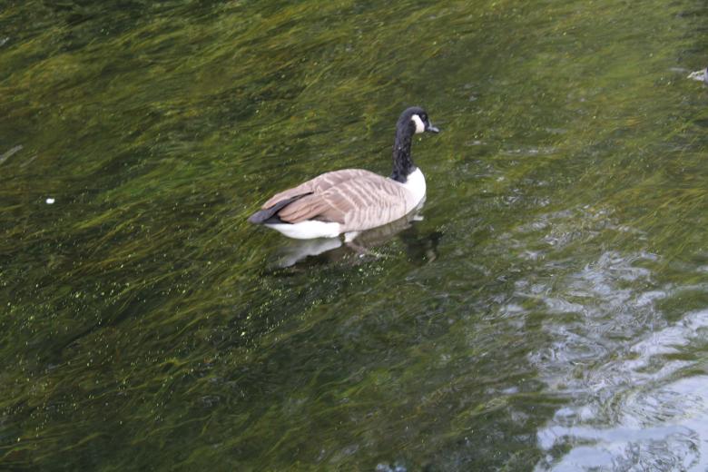 Free stock image of Bird created by Fastmarkers