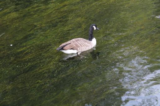Bird - Free Stock Photo