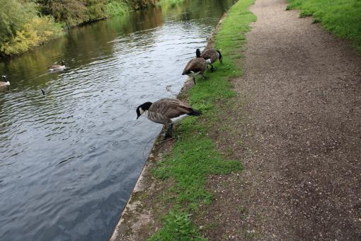 Geese - Free Stock Photo