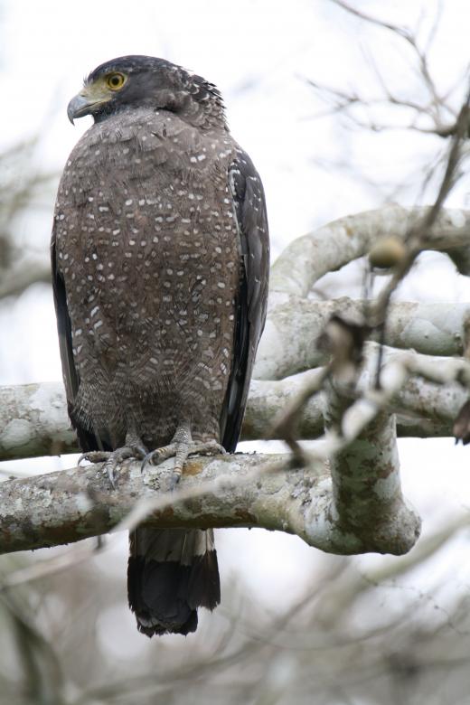 Free stock image of Crested serpent eagle created by sylvester alphonso