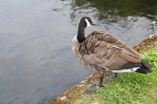 Duck - Free Stock Photo
