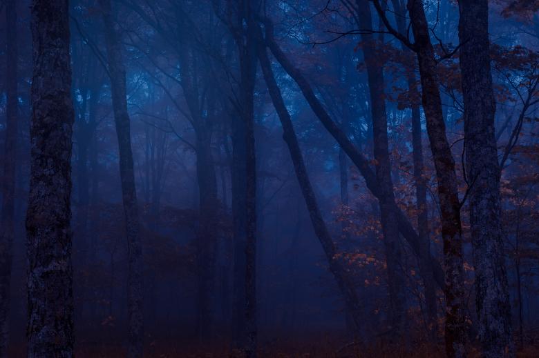 Free stock image of Midnight Forest Mist of Spruce Knob created by Nicolas Raymond