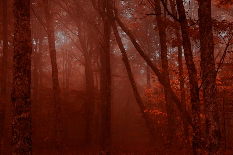 Free stock image of Blood Mist Forest created by Nicolas Raymond