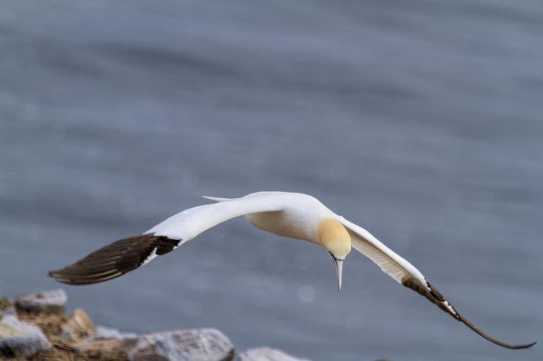 Free stock image of Northern Gannet created by Geoffrey Whiteway