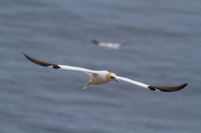 Free stock image of Northern Gannet created by Geoffrey Whiteway
