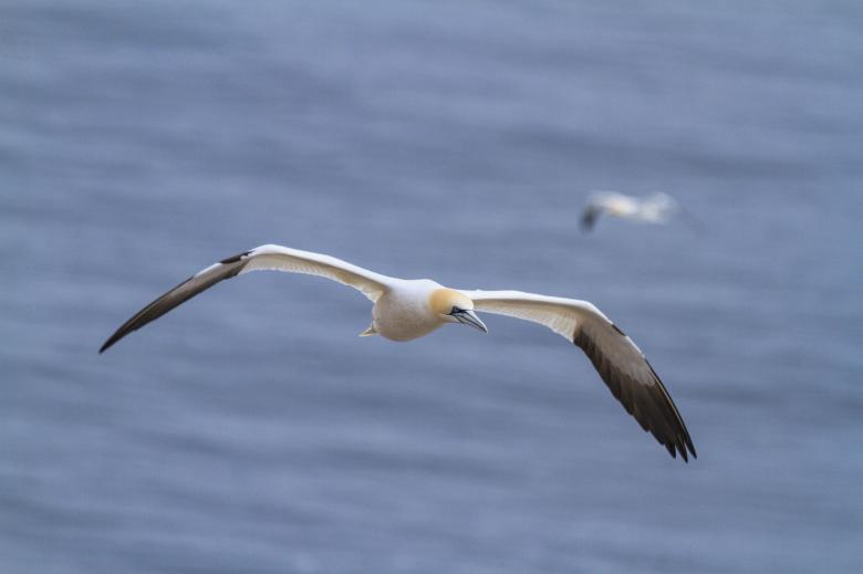 Free stock image of Northern Gannet created by Geoffrey Whiteway