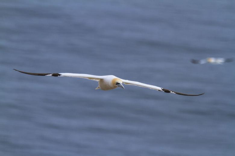 Free stock image of Northern Gannet created by Geoffrey Whiteway