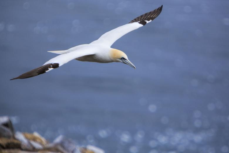 Free stock image of Northern Gannet created by Geoffrey Whiteway