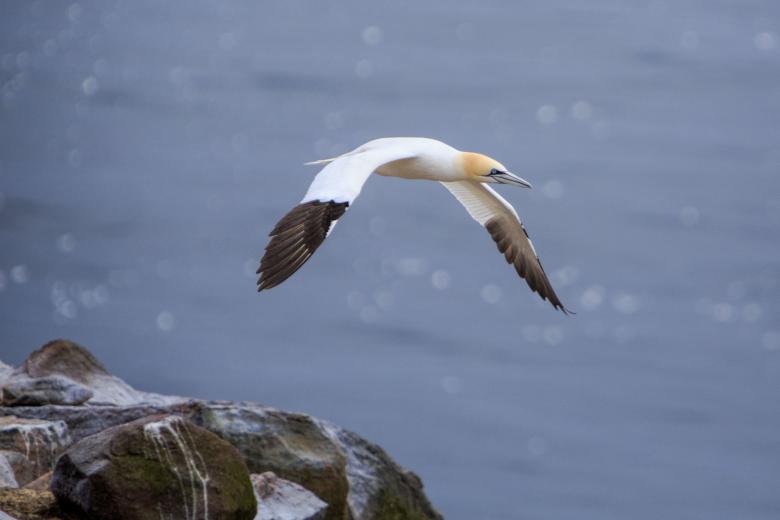 Free stock image of Northern Gannet created by Geoffrey Whiteway