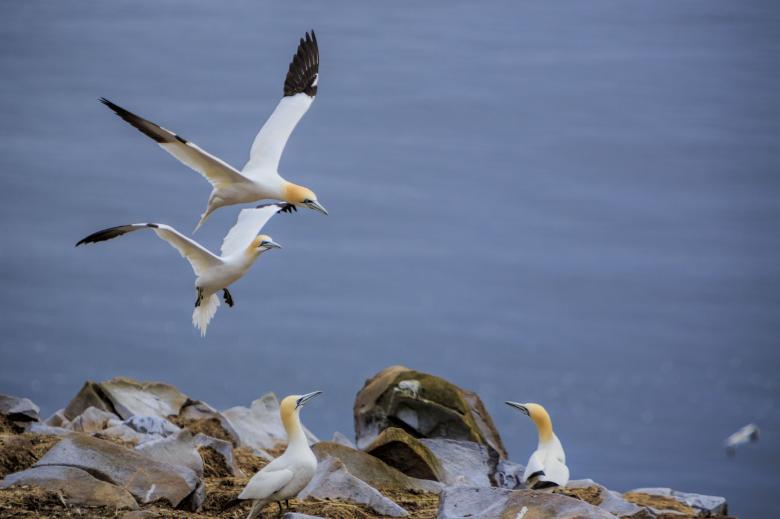 Free stock image of Northern Gannet created by Geoffrey Whiteway