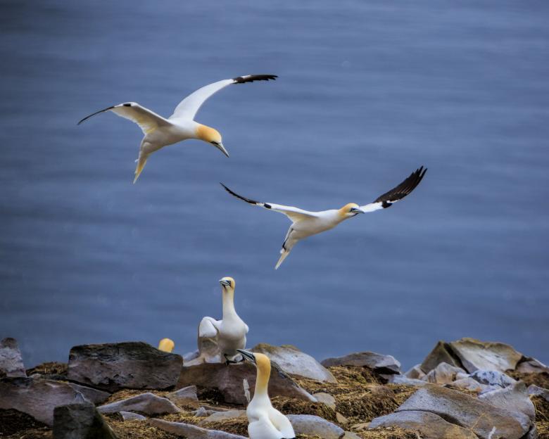 Free stock image of Northern Gannet created by Geoffrey Whiteway