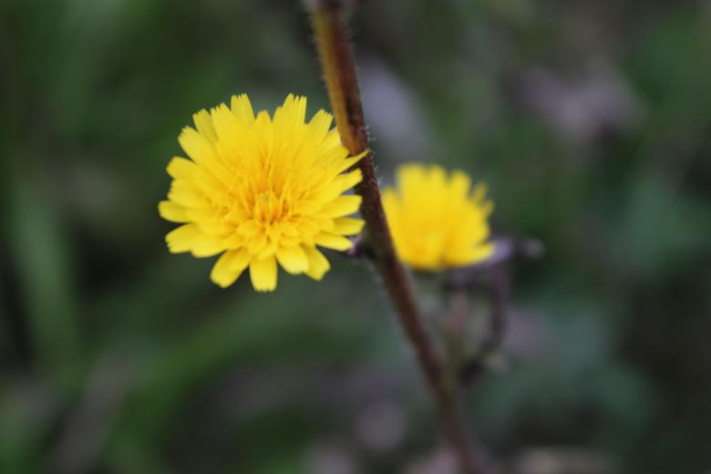 Free stock image of Dandelion created by Fastmarkers