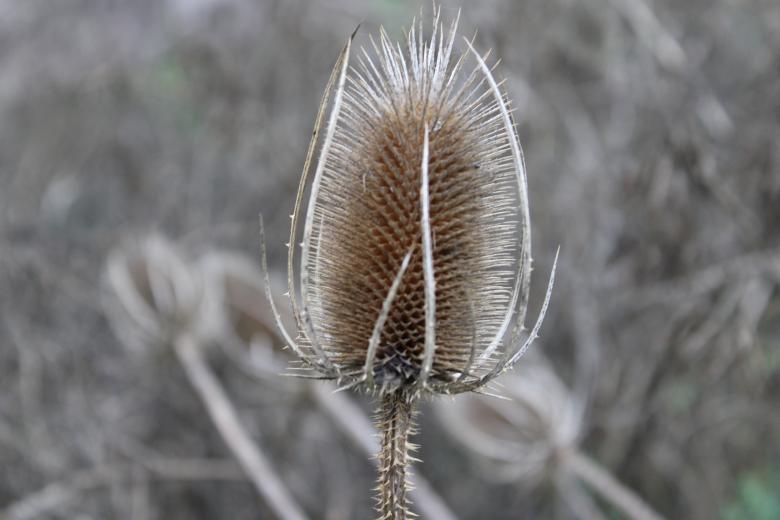 Free stock image of Dry Flower created by Fastmarkers