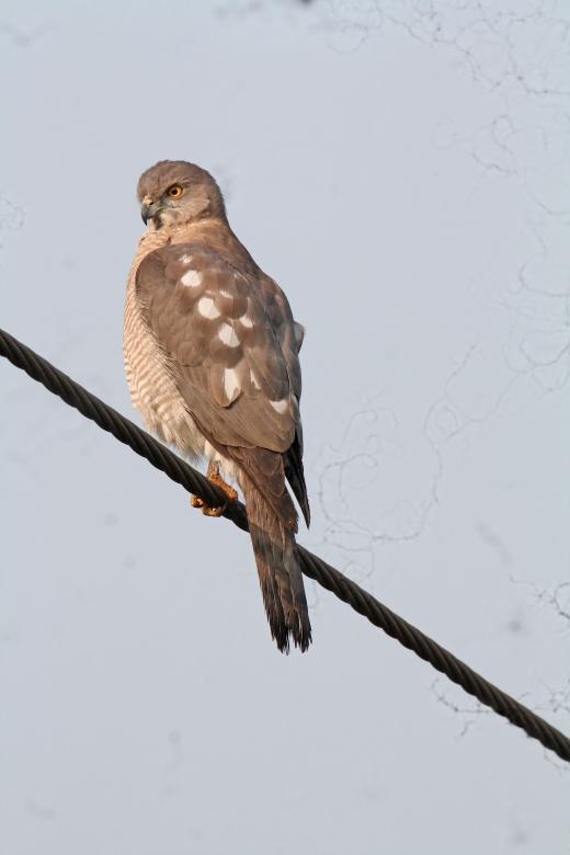Free stock image of Shikra created by sylvester alphonso