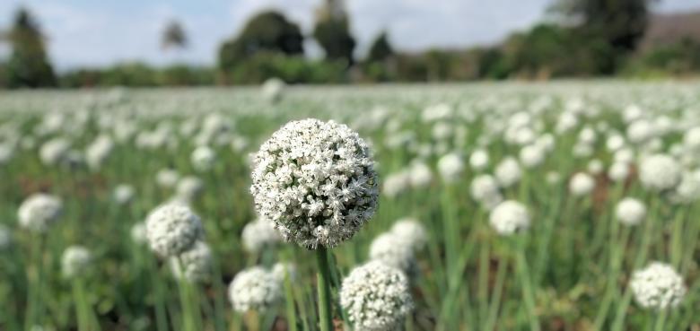 Free stock image of Onion seeds created by Jimmy Masasi