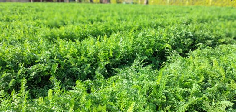 Free stock image of Carrot field created by Jimmy Masasi