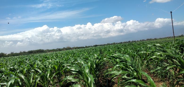 Free stock image of Maize created by Jimmy Masasi
