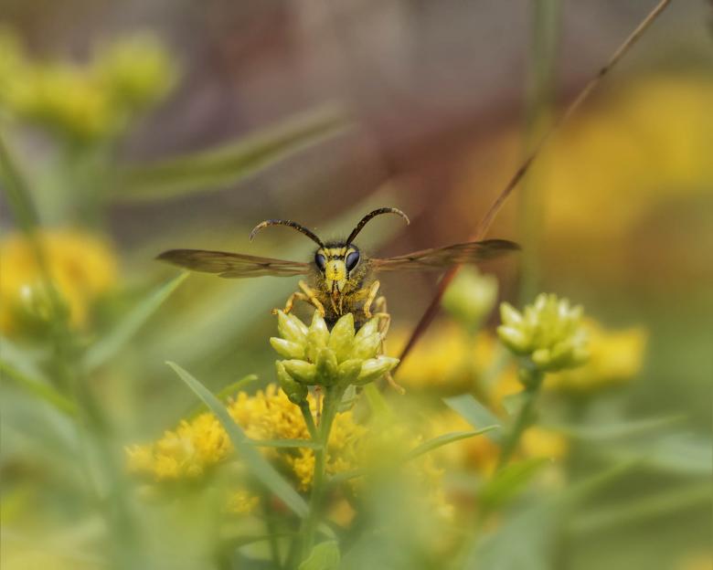 Free stock image of Yellowjacket on a flower created by Geoffrey Whiteway