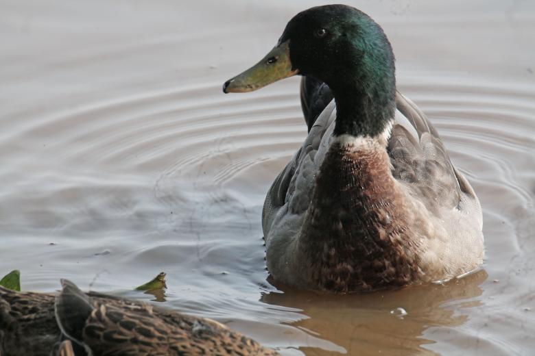 Free stock image of Mallard created by sylvester alphonso