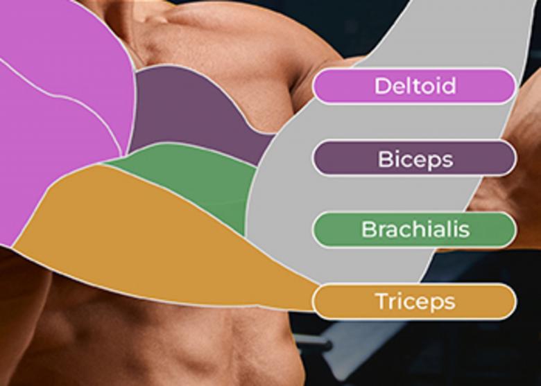 Free stock image of Brachialis created by Isaac Robertson