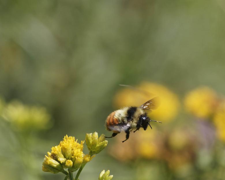 Free stock image of Tricolored bee created by Geoffrey Whiteway