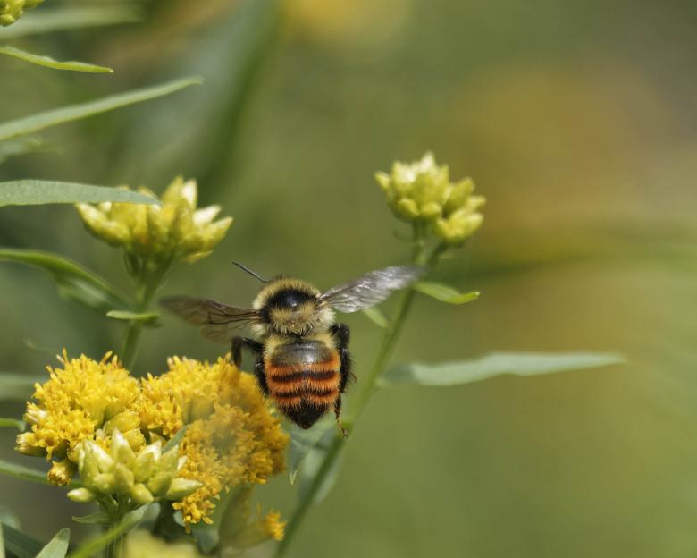 Free stock image of Tricolored bee flying created by Geoffrey Whiteway