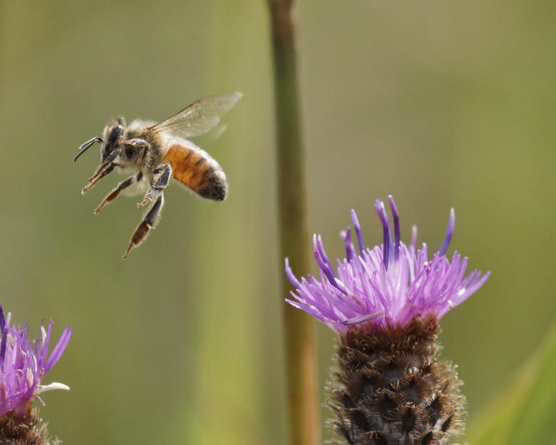 Free stock image of Honeybee in flight created by Geoffrey Whiteway