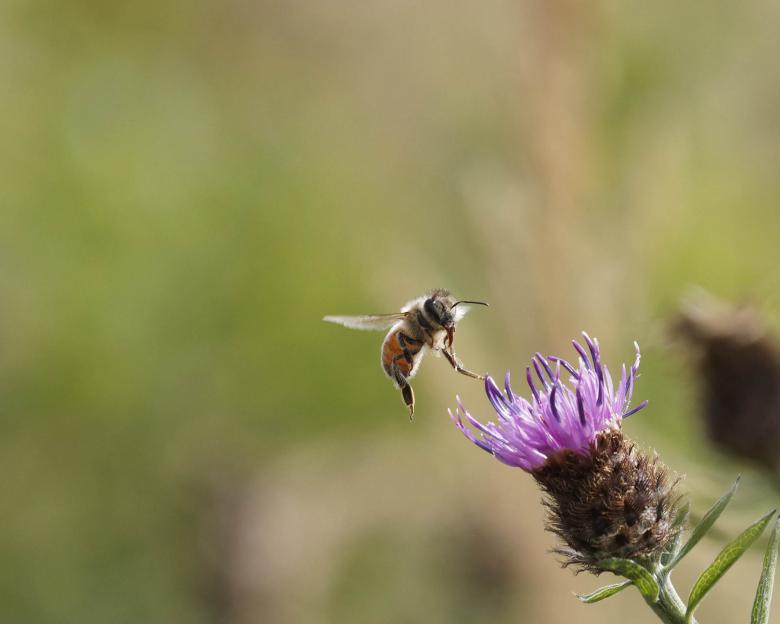 Free stock image of Flying honeybee created by Geoffrey Whiteway