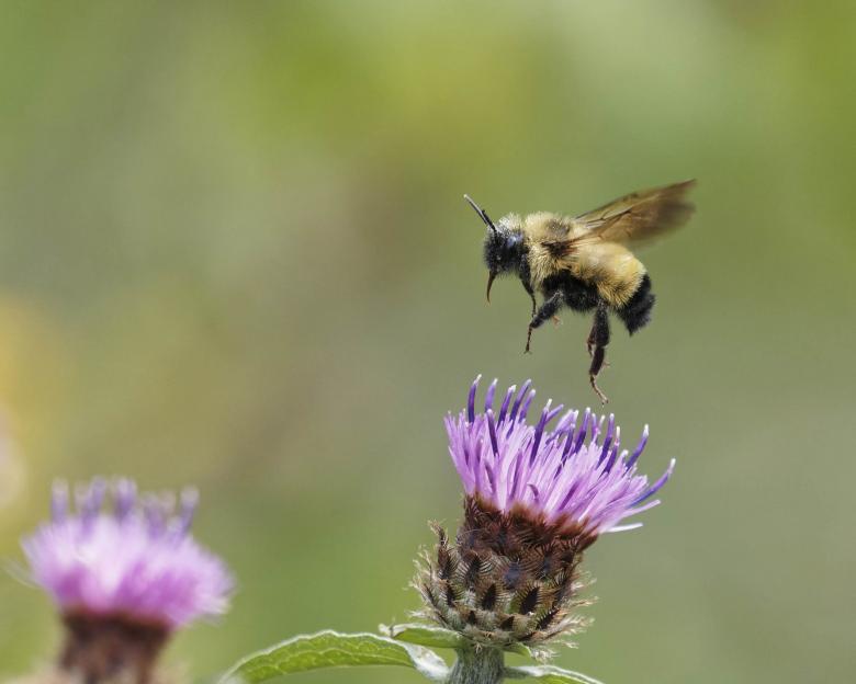 Free stock image of Bumblebee in flight created by Geoffrey Whiteway
