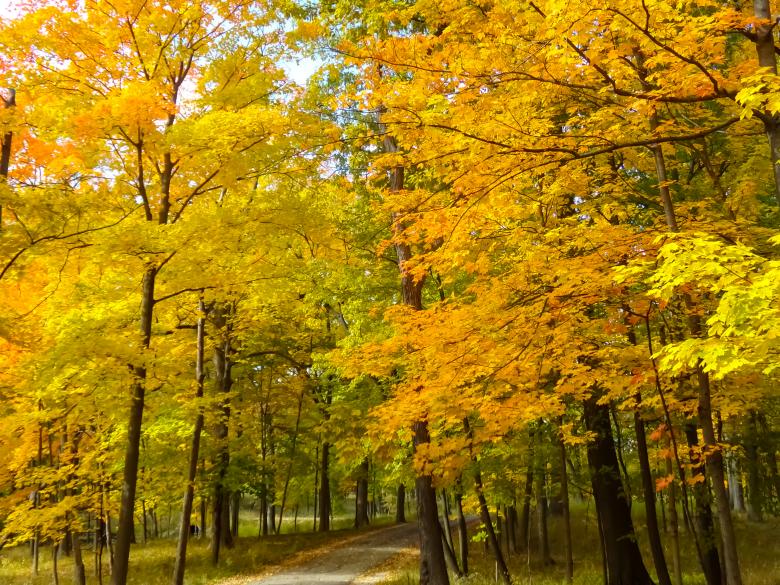 Free stock image of Autumn Walk created by Mq Best Visual Arts