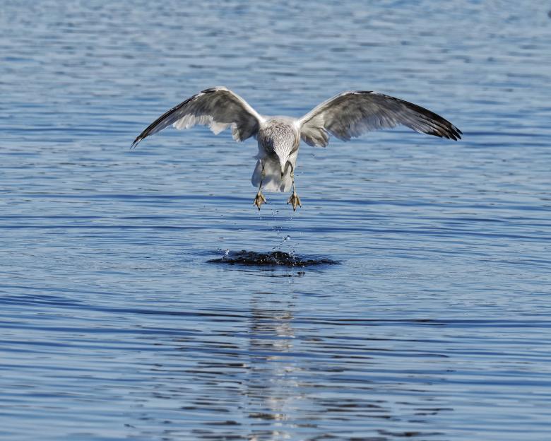 Free stock image of Hunting for food created by Geoffrey Whiteway