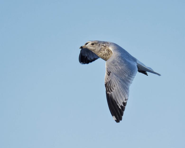 Free stock image of Ring-billed seagull created by Geoffrey Whiteway