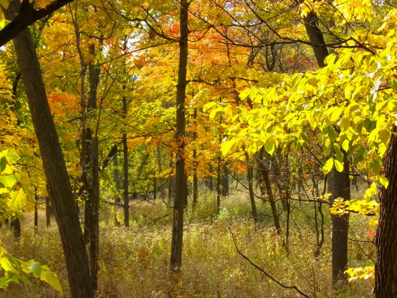 Free stock image of Autumn Land created by Mq Best Visual Arts
