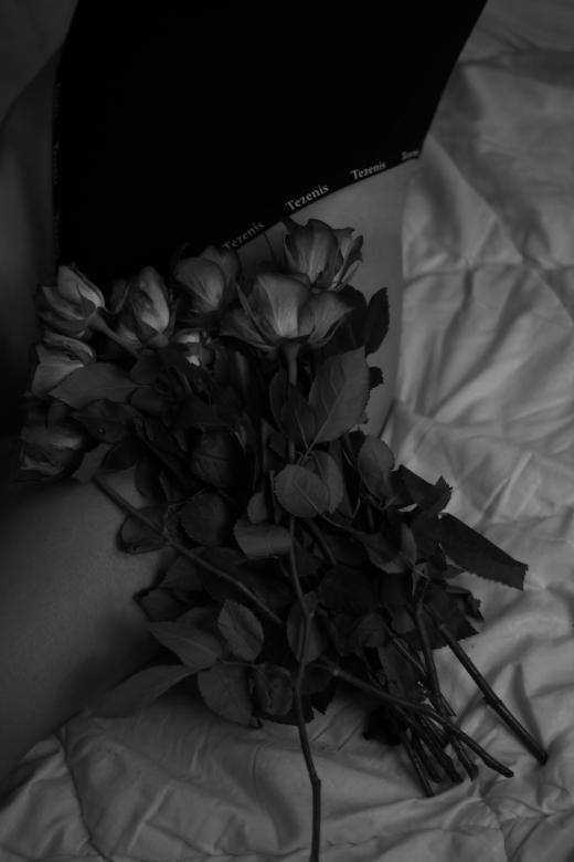 Free stock image of roses created by Iryna Belianinava