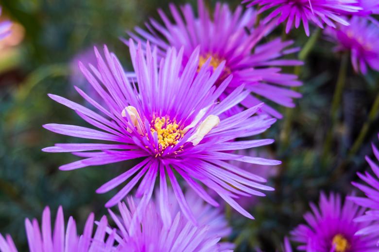 Free stock image of A pink flower created by Andrés Valdés Navarrete