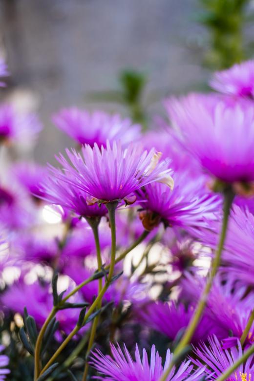 Free stock image of A pink flower created by Andrés Valdés Navarrete